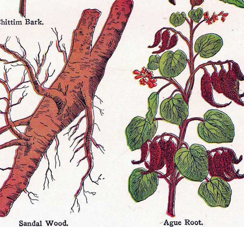 Sandalwood Chittim Stone Root Ague Healing Medicinal Plants 1907 ...