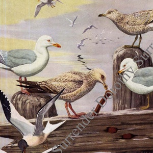 Gulls Terns Sea Birds Print Fuertes Vintage Natural History Lithograph Illustration To Frame 1955 image 1