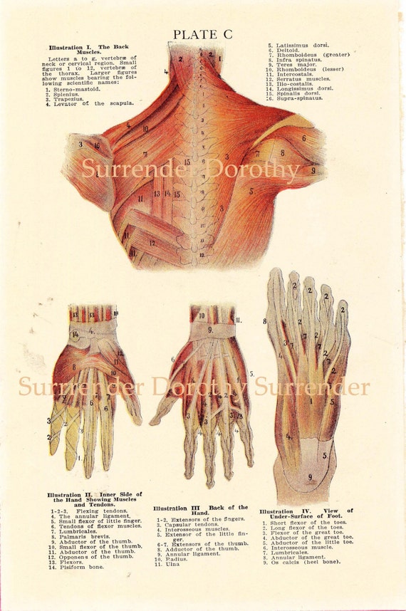 Foot Anatomy Chart