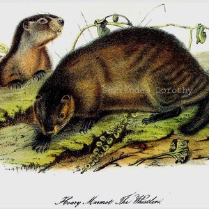 Woodchuck Groundhog Audubon Vintage Wild Animal Lithograph Natural History To Frame image 2