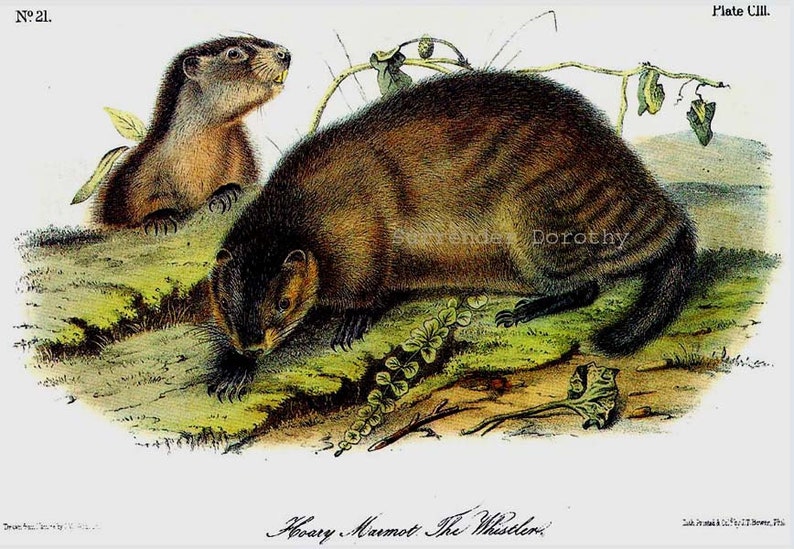 Woodchuck Groundhog Audubon Vintage Wild Animal Lithograph Natural History To Frame image 2