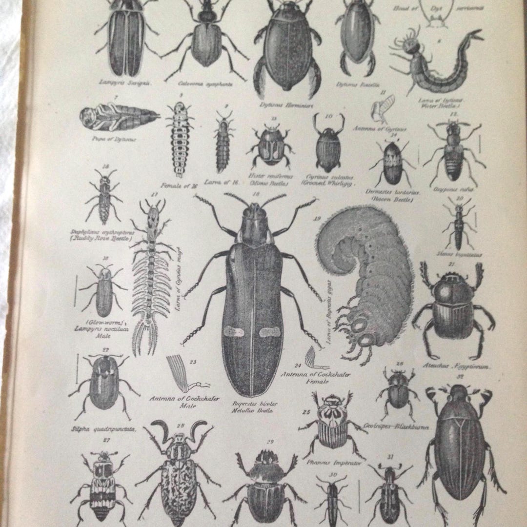 Victorian Insect Science Beetle Bugs Coleoptera VII 1892 Victorian Entomology Antique Chart of ...