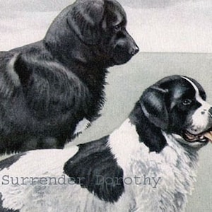 May include: Two black and white Newfoundland dogs. One dog is black with white markings on its chest and paws. The other dog is white with black markings on its head, ears, and back. The dogs are standing side by side and looking at the viewer. The text "Surrender Dorothy" is written on the image.