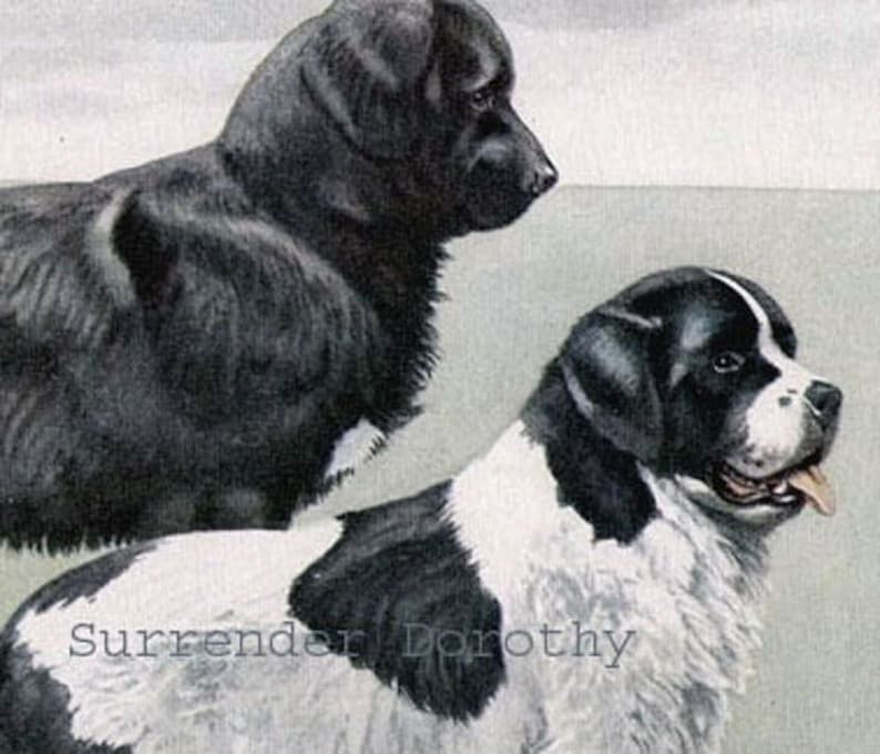 May include: Two black and white Newfoundland dogs. One dog is black with white markings on its chest and paws. The other dog is white with black markings on its head, ears, and back. The dogs are standing side by side and looking at the viewer. The text "Surrender Dorothy" is written on the image.