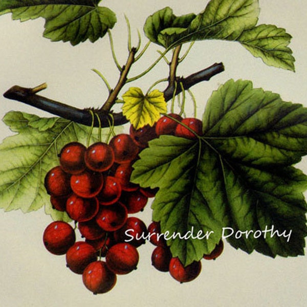 Cherry Currant Prestele Vintage Agriculture Poster Print  Botanical Lithograph To Frame 60