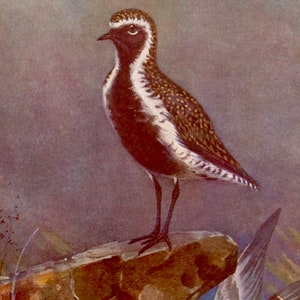 Golden Plovers European Sea Birds Lithograph Chart To Frame 1960s British Ornithology Seabird 119