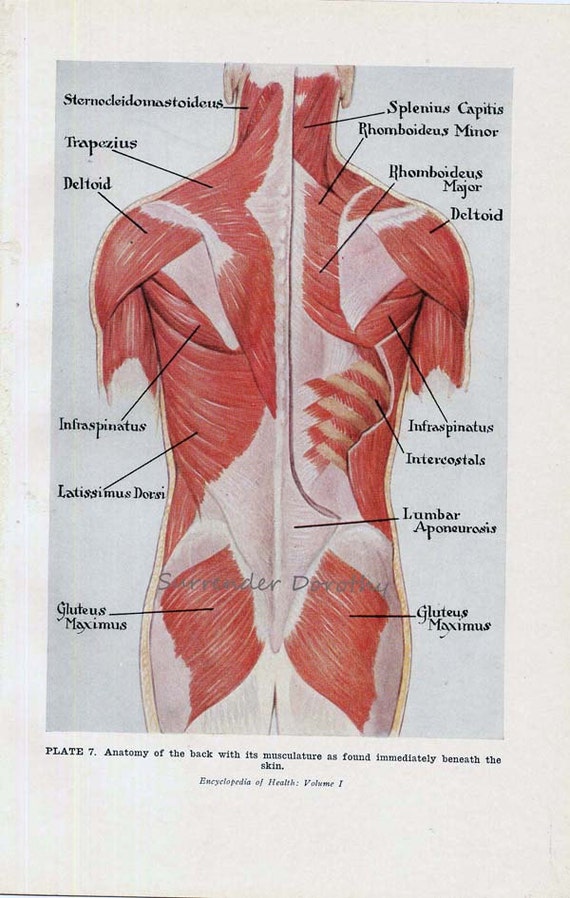 Back Muscles Anatomy Chart