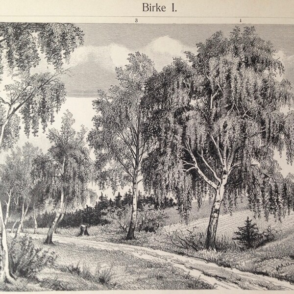 Silber Birke Weiß Burch Betula verrucosa Betula Pubescens Baum Antiker botanischer Druck Deutschland Stahl Gravur Illustration 1906