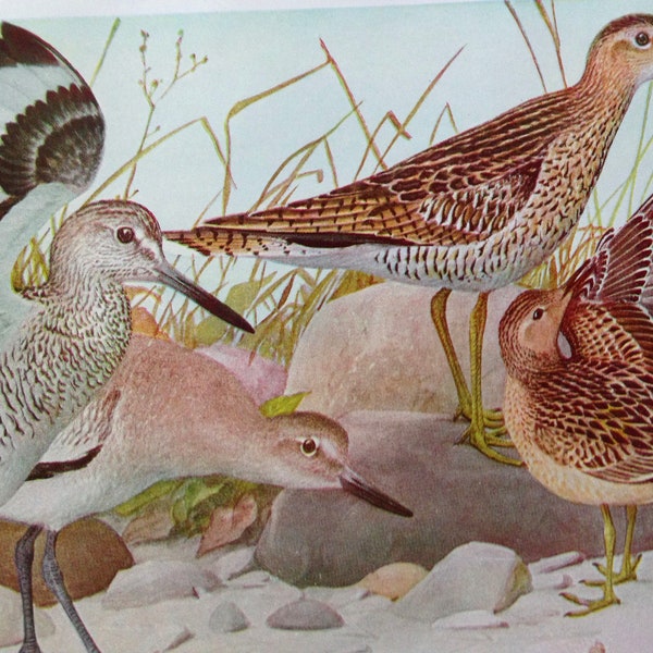 Willet Upland Plover Buff-Breasted Sandpiper Birds Ornithology Lithograph Chart To Frame 1940s P37
