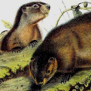 Woodchuck Groundhog Audubon Vintage Wild Animal Lithograph Natural History To Frame image 1