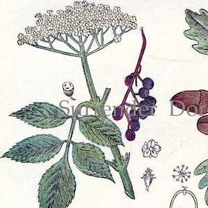 Vlierbessen Hemlock Eiken Berberis Vintage 1907 Helende Geneeskrachtige Planten Botanische Illustratie Grafiek om XV in te kaderen
