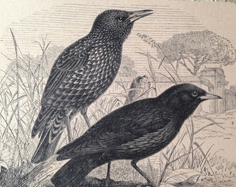 Common Starling Bird Sturnus vulgaris Vintage Engraved Illustration 1905 Edwardian Era Natural History To Frame