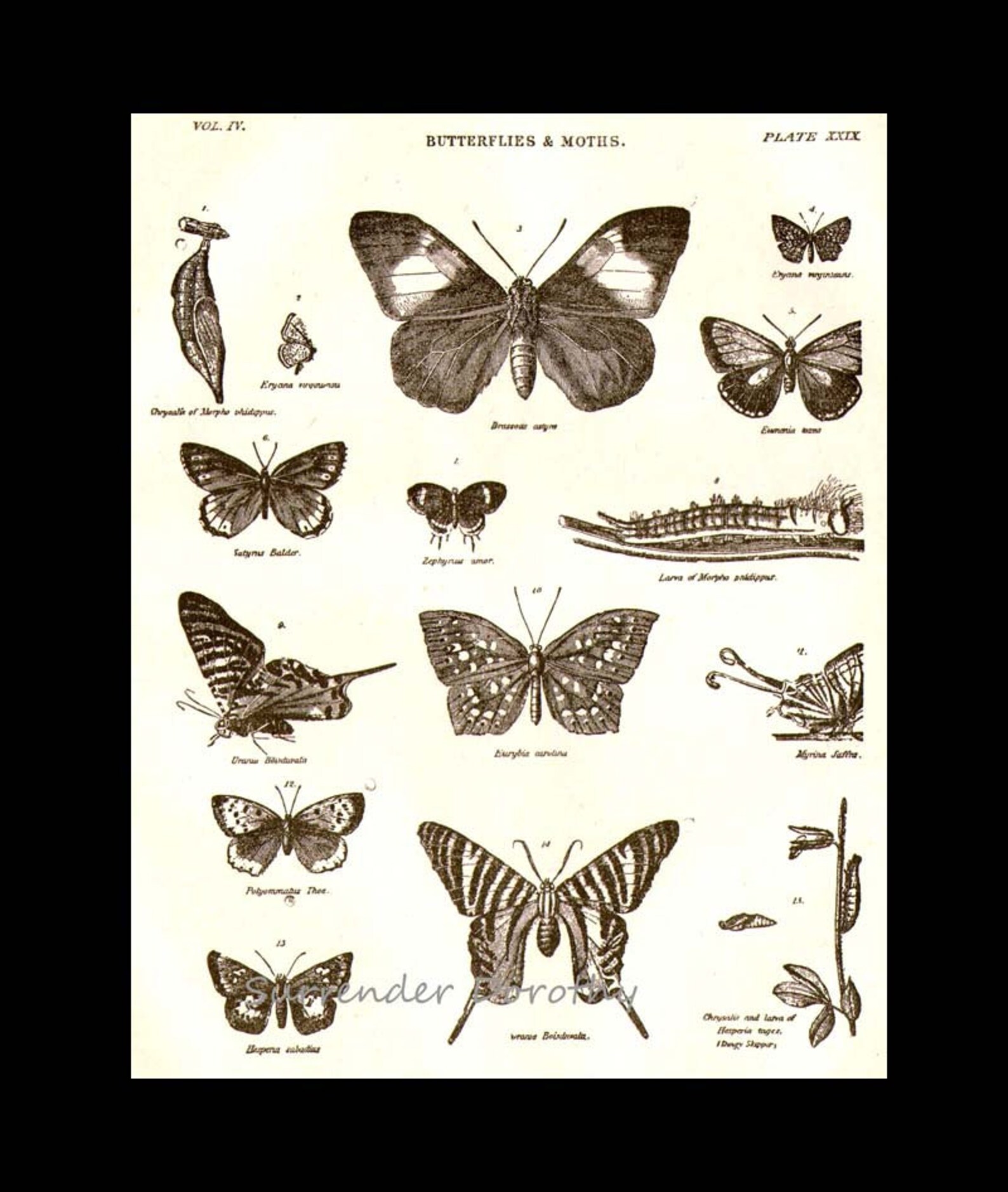 Butterflies & Moths XXXI 1892 Victorian Entomology Antique Chart of ...