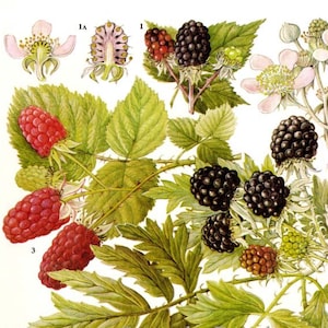 Amora-preta, framboesas pretas e amoras silvestres, gráfico de alimentos, vegetais, botânicos, litografia, ilustração para sua cozinha vintage 79