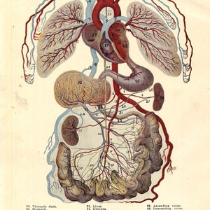 Vintage menselijke anatomie bloedsomloop jaren 1920 originele vintage medische grafiek voor framing