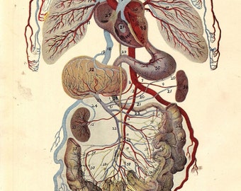 vintage Human Anatomy Circulatory System 1920s Original vintage Medical Chart For Framing