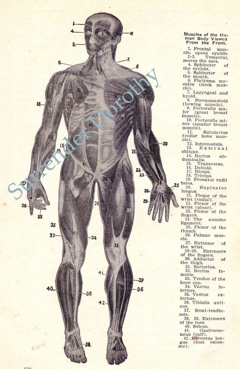 Muscle Man Human Anatomy Chart Anterior View Roaring Twenties | Etsy