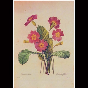 Primrose Primula Vulgaris Hudson Vintage Botanical Illustration Wildflowers Redoute Print To Frame 72 image 3