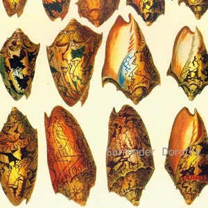 May include: A collection of 12 intricately detailed seashells with various patterns and colours, including brown, orange, yellow, blue, and black. The shells are arranged in a symmetrical pattern on a white background.