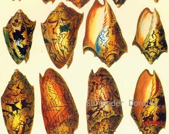 Volute Shells Australia Indonesia West Africa Seba Conchology Vintage Natural History Seashell Lithograph Chart Poster Print