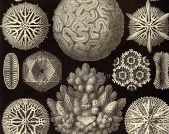 Hirnkorallen Formationen & Schlangensterne Seestern Haeckel Druck Naturgeschichte Ozeanographie Viktorianische Wissenschaftliche Lithographie Schwarz Weiß