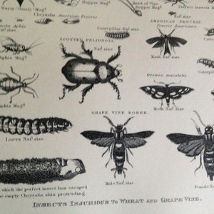 Slechte insecten insecten schadelijk voor tarwe en druiven wijnstokken planten 1892 Victoriaanse landbouw botanische antieke grafiek om zwart en wit in te kaderen