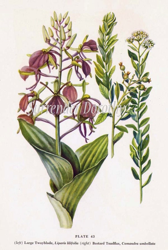 Large Twayblade Bastard Toadflax Flower Vintage Botanical Etsy Large Twayblade Bastard Toadflax Flower Vintage Botanical Etsy