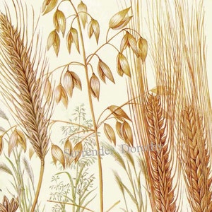 Cereali di segale, avena e orzo Tabella alimentare Illustrazione botanica litografica per la tua cucina vintage 5