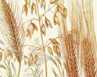 Rye Oat & Barley Cereal Grain Food Chart Botanical Lithograph Illustration For Your Vintage Kitchen 5