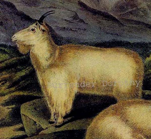 Rocky Mountain Goat Audubon Wild Animal Lithograph Print Natural History To Frame