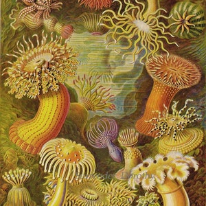 Sea Anemone & Sea Cucumbers Haeckel Print Natural History Oceanography Victorian Scientific Lithograph To Frame image 2