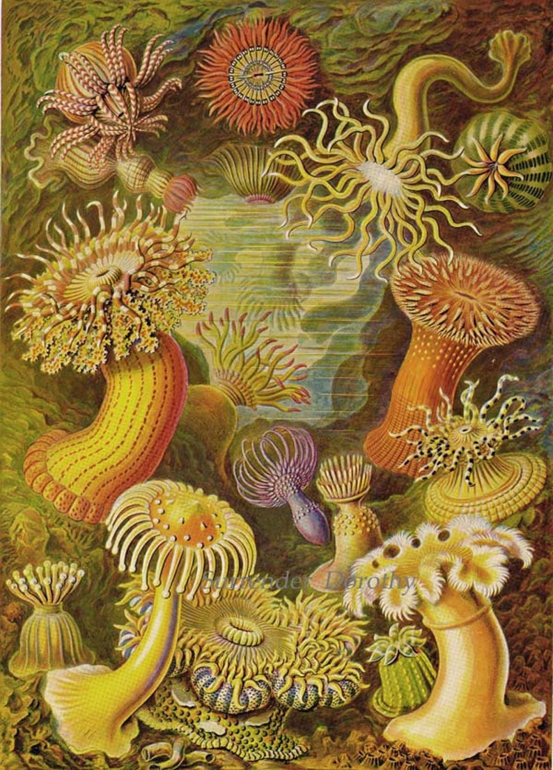 Sea Anemone & Sea Cucumbers Haeckel Print Natural History Oceanography Victorian Scientific Lithograph To Frame image 2