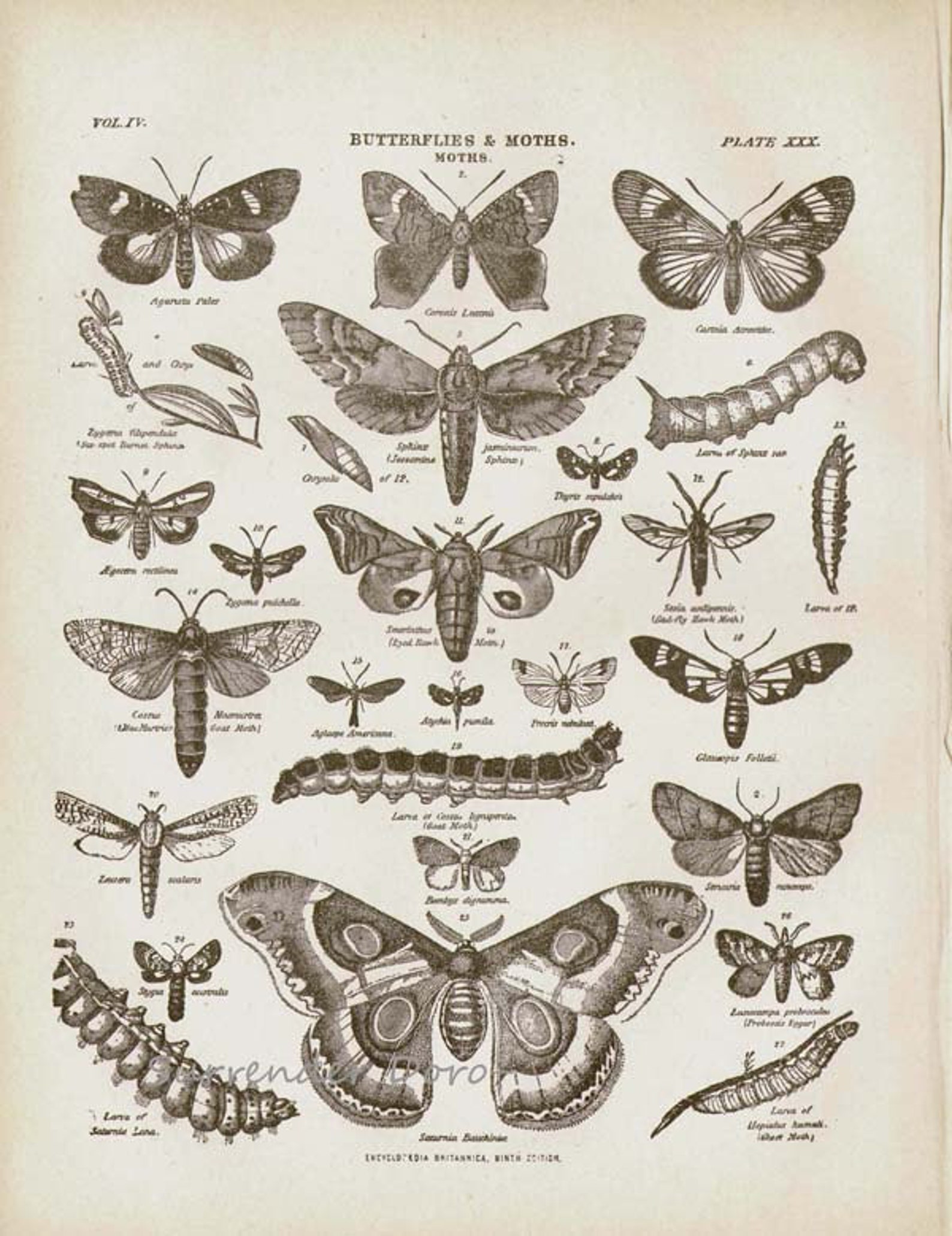 Butterflies & Moths XXX 1892 Victorian Entomology Antique Chart of ...