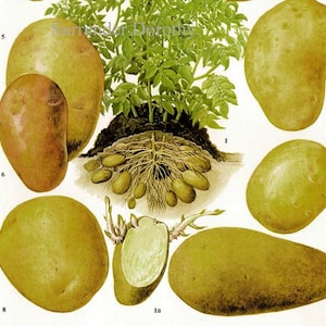Patate Pianta vegetale Fiori Tabella alimentare Illustrazione di litografia botanica vegetale per la tua cucina vintage 177