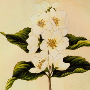 May include: A cluster of white jasmine flowers with yellow centers, surrounded by green leaves, on a light beige background.