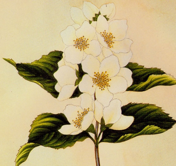 Mock Orange Syringa Flowers Prestele Vintage Horticulture Poster Print  Botanical Lithograph To Frame 93