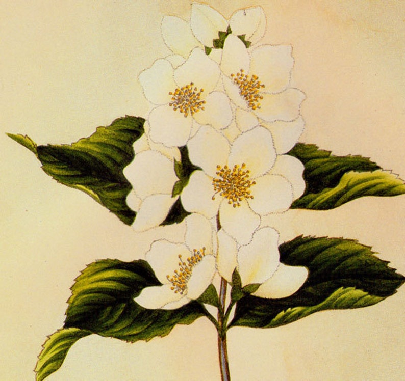 May include: A cluster of white jasmine flowers with yellow centers, surrounded by green leaves, on a light beige background.