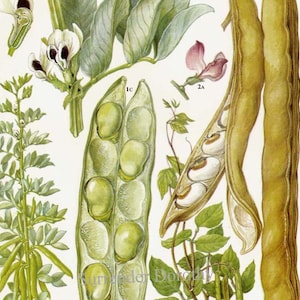 Fava e feijão jack leguminosas floridas gráfico de alimentos vegetais litografia botânica ilustração para sua cozinha vintage 41