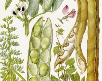 Broad Beans & Jack Beans Flowering Legumes Food Chart Vegetable Botanical Lithograph Illustration For Your Vintage Kitchen 41