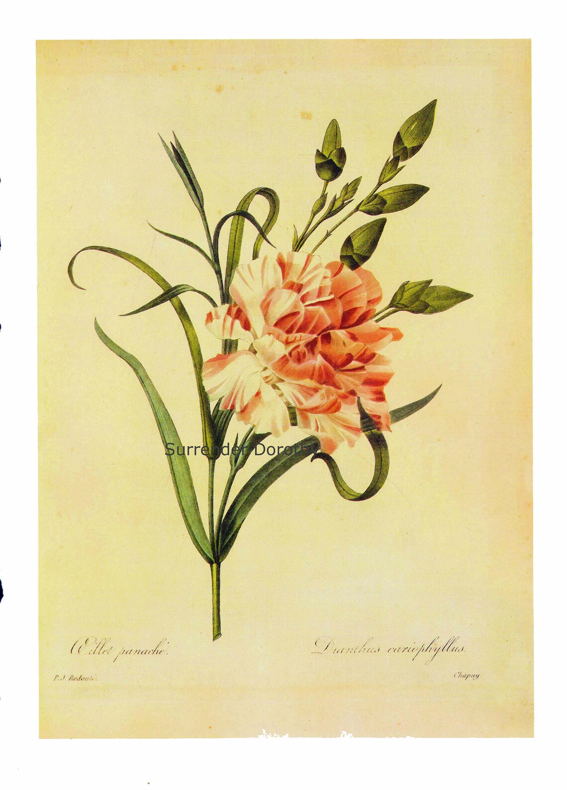 Carnation Dianthus Caryophyllus Redoute Clove Pink Wild Flower Vintage ...