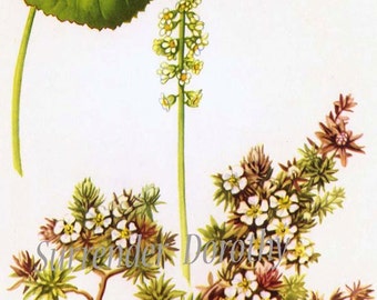 Galax Flower Botanical Lithograph 1950s Vintage Art Print  To Frame Mid Century