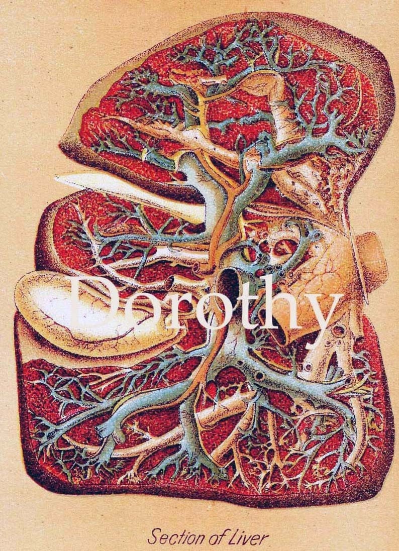 Human Anatomy Heart Liver Stomach Lung Vintage Medical Lithograph Chart 1908 Original image 3
