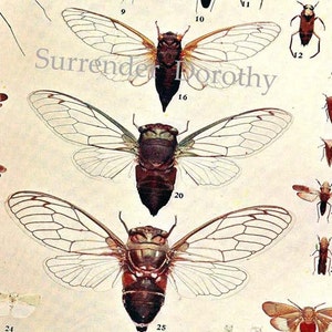 Op de afbeelding: Vintage entomologische illustratie met gedetailleerde tekeningen van verschillende insecten, waaronder cicaden en andere gevleugelde wezens. Het kunstwerk toont de anatomie van de insecten met genummerde labels, tegen een crèmekleurige achtergrond.