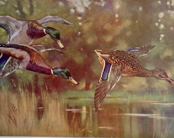 Mallard Ducks Water Birds Lithograph Chart To Frame 1960s European Ornithology Fowl 158