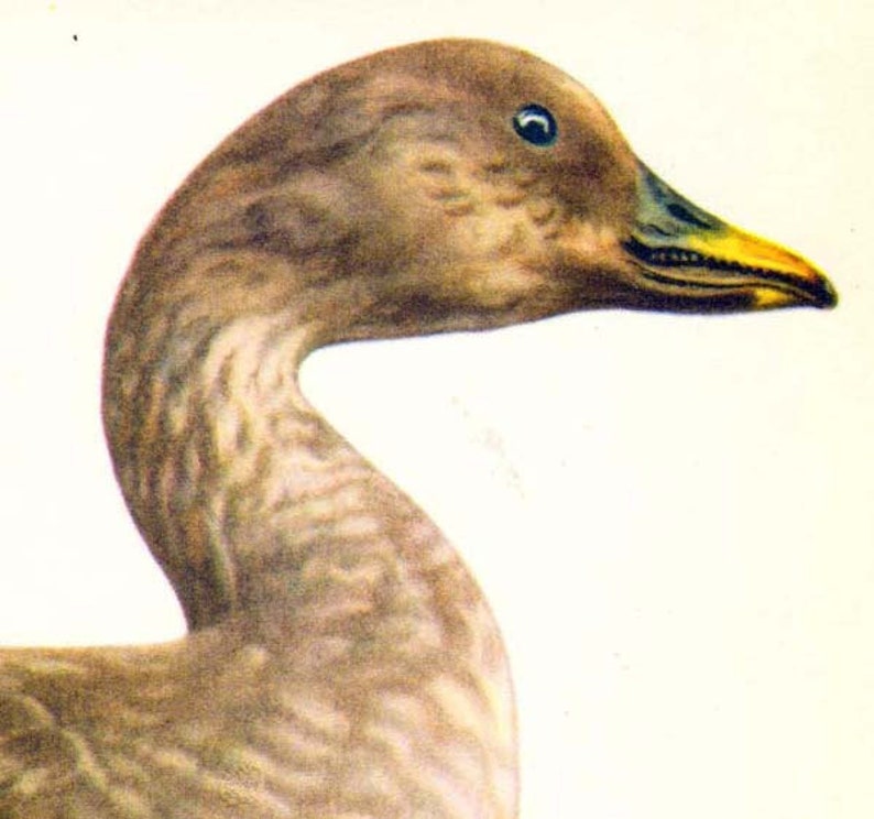 Bean Goose Anser Arvenis Bird Russian Ornithology Natural Etsy