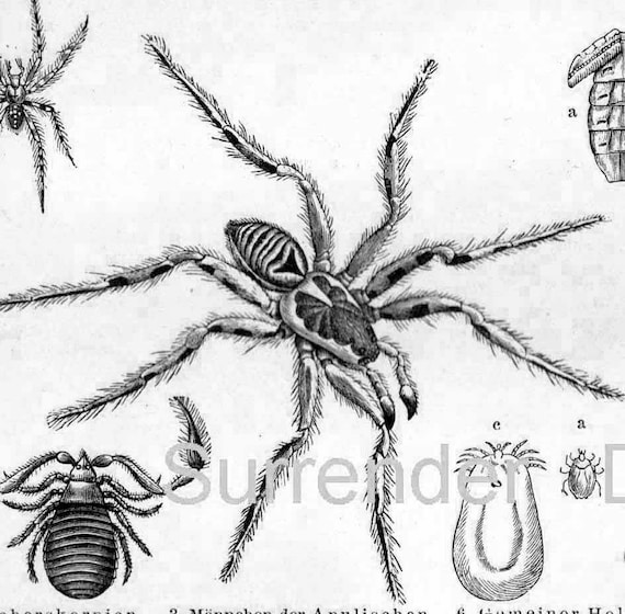 Victorian Spider Chart