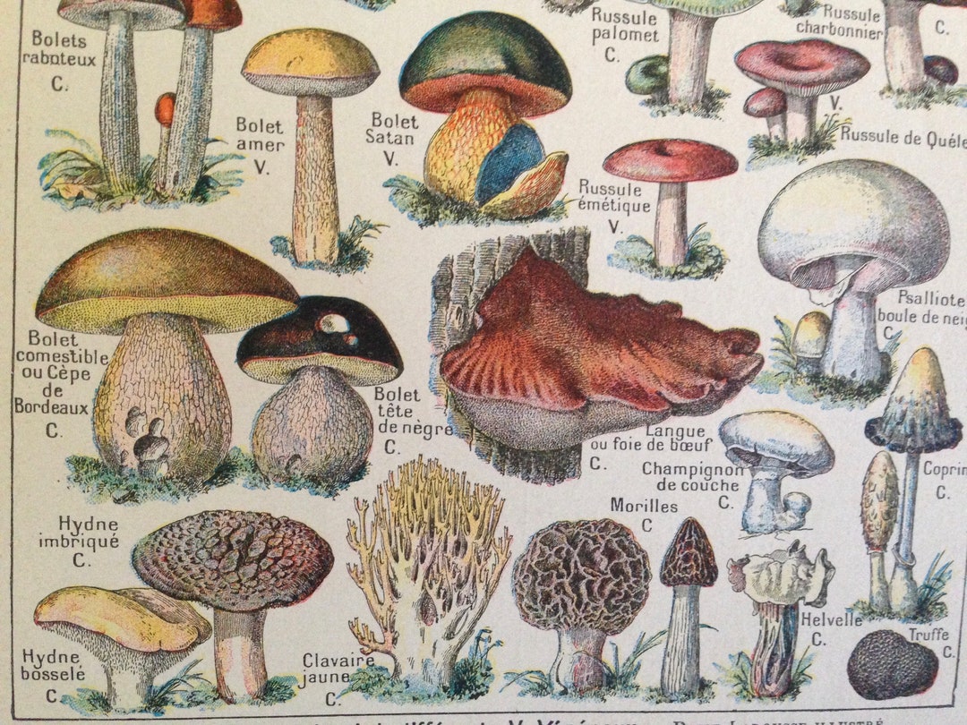 Mushrooms Edible & Deadly French Dictionary Paris France Natural
