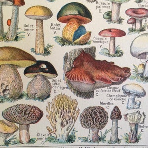 Pilze essbare & tödliche Französisch Wörterbuch Paris Frankreich Naturgeschichte Diagramm der Champignons zum Rahmen