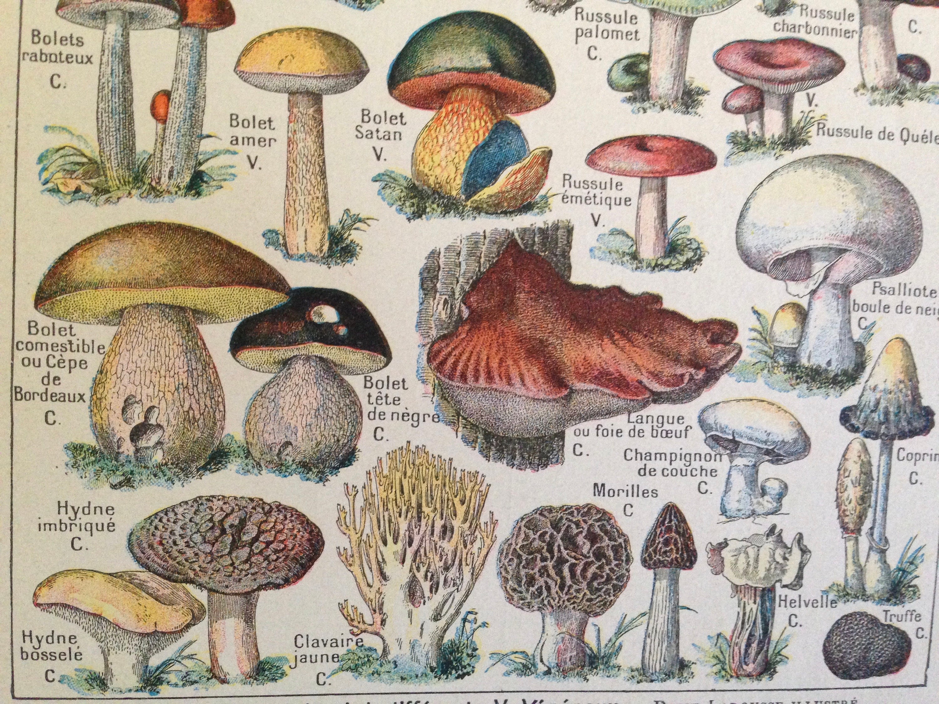 Mushrooms Edible & Deadly French Dictionary Paris France