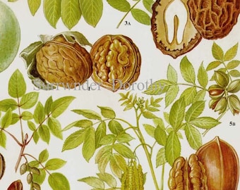Walnut Butternut Pecan Pistachio Nuts Flowers Food Chart Vegetable Botanical Lithograph Illustration For Your Vintage Kitchen 29